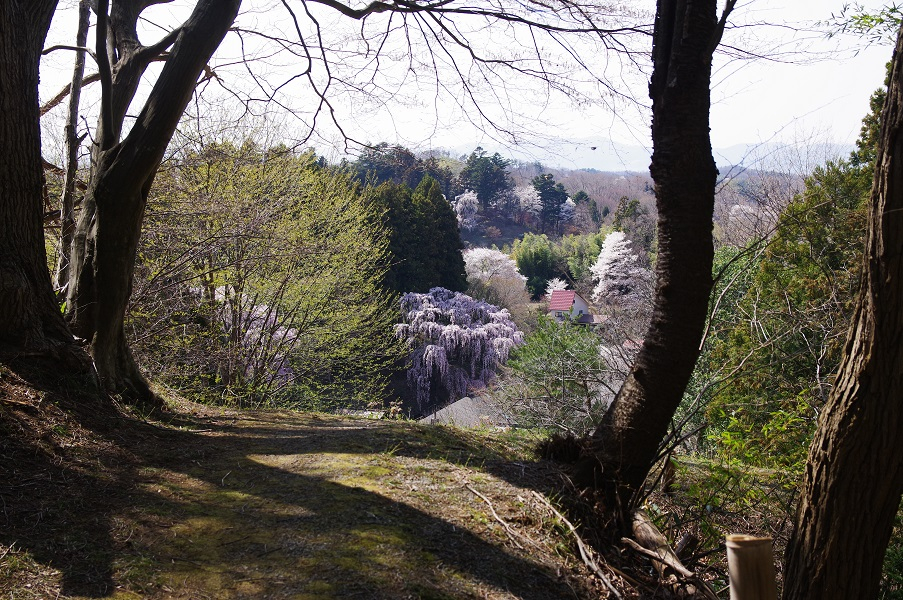 出口から見た福聚寺の枝垂れ桜
